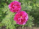 Hana-Daijin peony photo