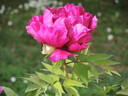 Hana-Daijin peony photo