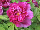 Hana-Daijin peony photo