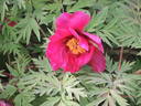 Chinese Dragon peony photo