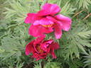 Chinese Dragon peony photo