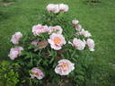 Valse de Vienne peony photo