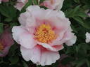 Valse de Vienne peony photo