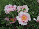 Valse de Vienne peony photo