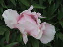 Valse de Vienne peony photo