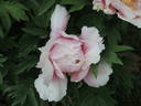 Valse de Vienne peony photo