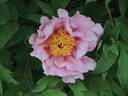 Valse de Vienne peony photo