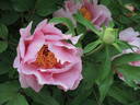 Valse de Vienne peony photo
