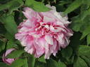 Duc de Massino peony photo