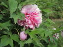Duc de Massino peony photo