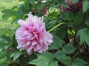 Duc de Massino peony photo