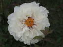 Lydia Foote peony photo