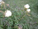 Lydia Foote peony photo