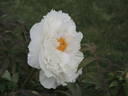 Lydia Foote peony photo