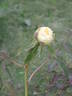Lydia Foote peony photo