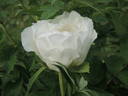 Hakuo Jishi peony photo