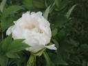 Hakuo Jishi peony photo