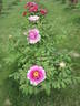 Crinoline peony photo