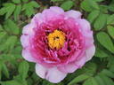 Crinoline peony photo