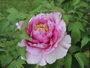 Crinoline peony photo