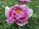 Crinoline peony photo