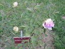 Baume de Provence peony photo