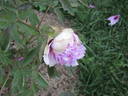 Baume de Provence peony photo