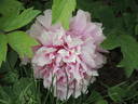 Triomphe de van Aerschott peony photo