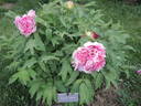 Madame Leo Fernig peony photo