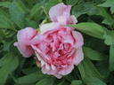 Madame Leo Fernig peony photo