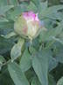 Madame Leo Fernig peony photo