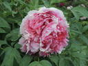 Madame Leo Fernig peony photo