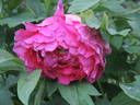 Madame Leo Fernig peony photo