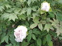 Joanna Gilbert peony photo