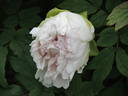Joanna Gilbert peony photo
