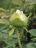 Joanna Gilbert peony photo