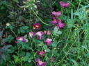 Merveille rose photo
