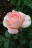 Hamilton Gardens rose photo