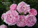 Petite Lisette rose photo