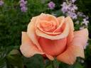Paco Rabanne rose photo
