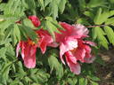 Sylphide peony photo
