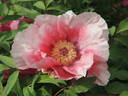 Sylphide peony photo