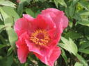 Sylphide peony photo