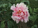 Jacqueline Farvacques peony photo