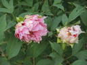Jacqueline Farvacques peony photo
