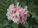 Jacqueline Farvacques peony photo