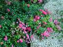 Lovely Fairy rose photo