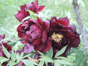 Hatsu-garashu peony photo