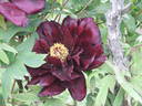 Hatsu-garashu peony photo