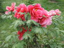 Chojyuraku peony photo
